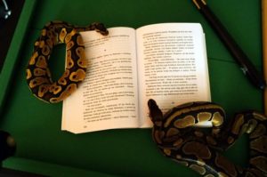 Wyniki konkursu fotograficznego „Zwierzęta i&nbsp;książki – nasi najlepsi przyjaciele”